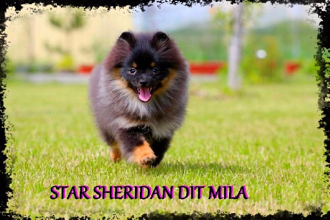 du Manoir de Leelaumarilody - STAR SHERIDAN DIT MILA