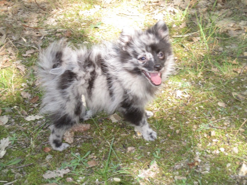 Owen du Manoir de Leelaumarilody